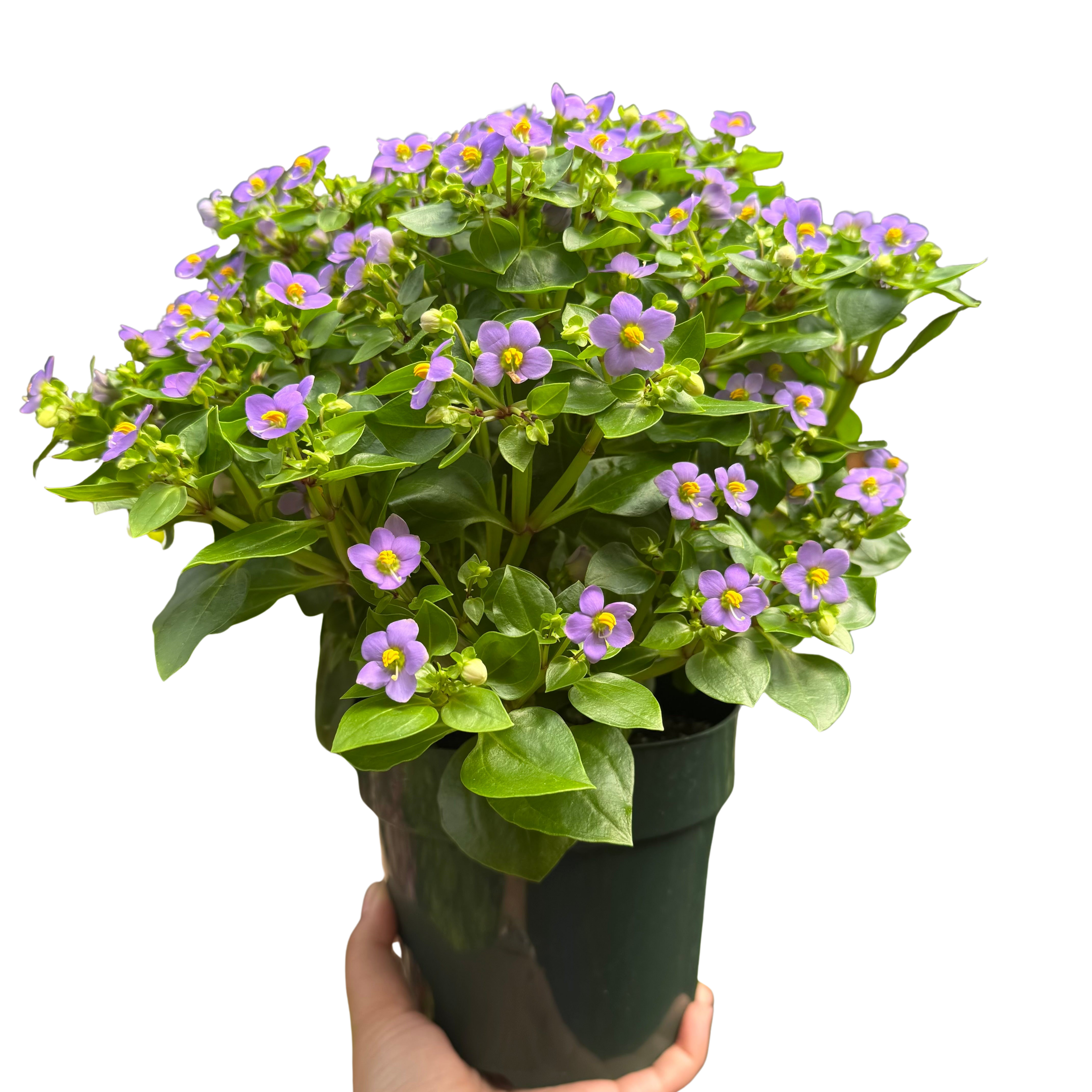 Exacum 'Persian Violet'