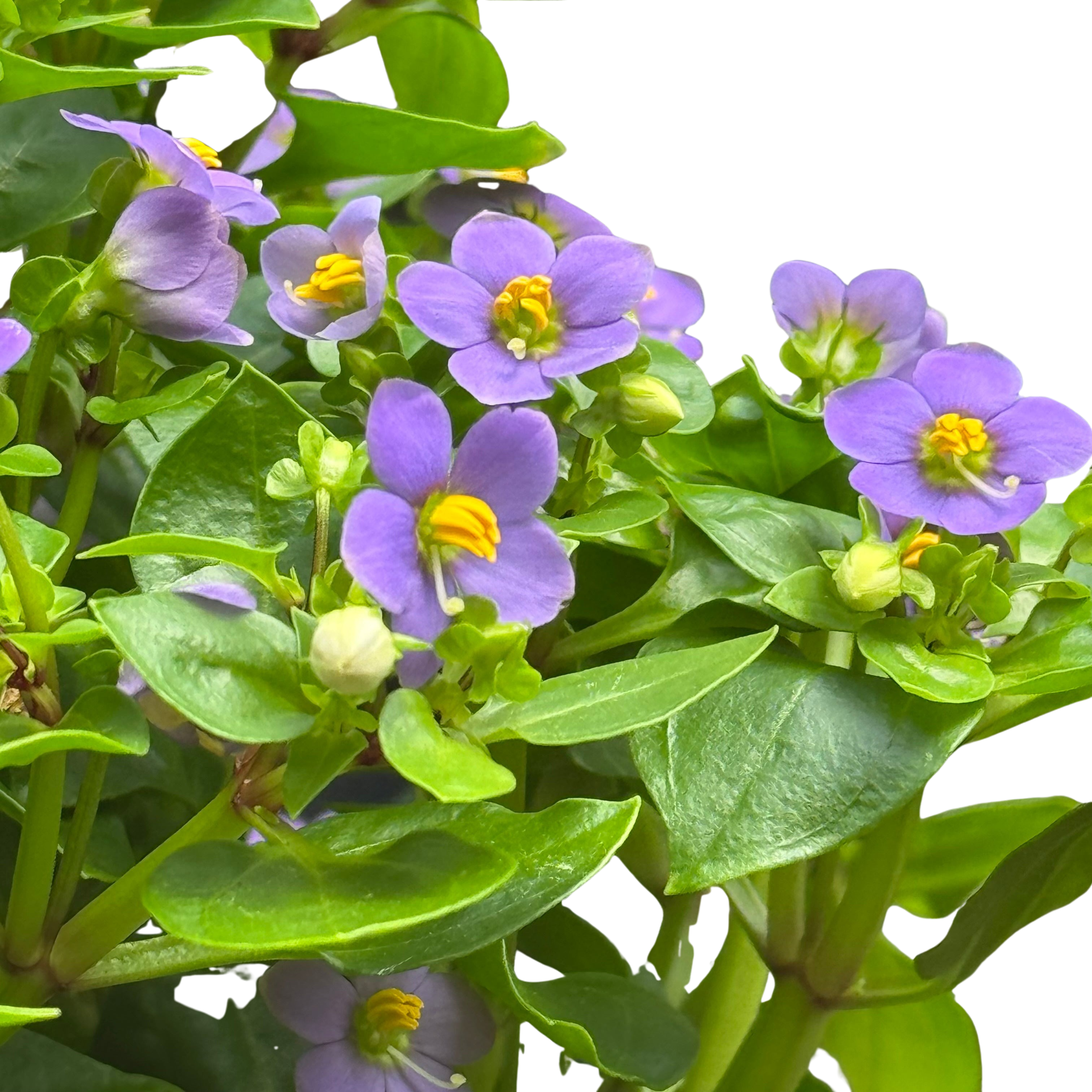 Exacum 'Persian Violet'