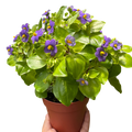 Exacum 'Persian Violet'