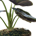 Alocasia 'Green Unicorn'