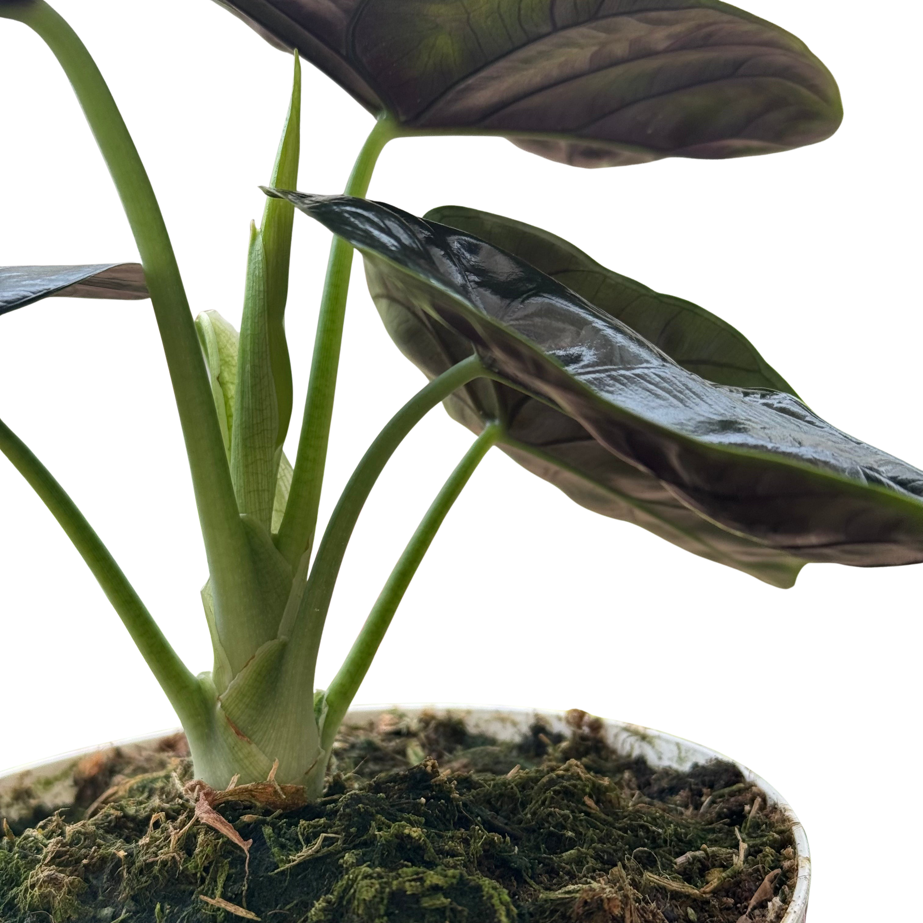 Alocasia 'Green Unicorn'