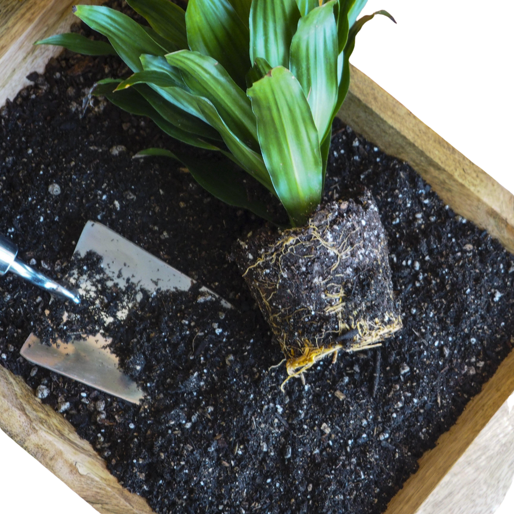 Compressed Coconut Coir - Potting Soil