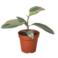 Ficus Elastica 'Ruby Pink' - 6" Pot - NURSERY POT ONLY