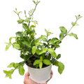 Malpighia Barbados Cherry