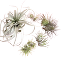 Mothers Day Air Plant Bundle