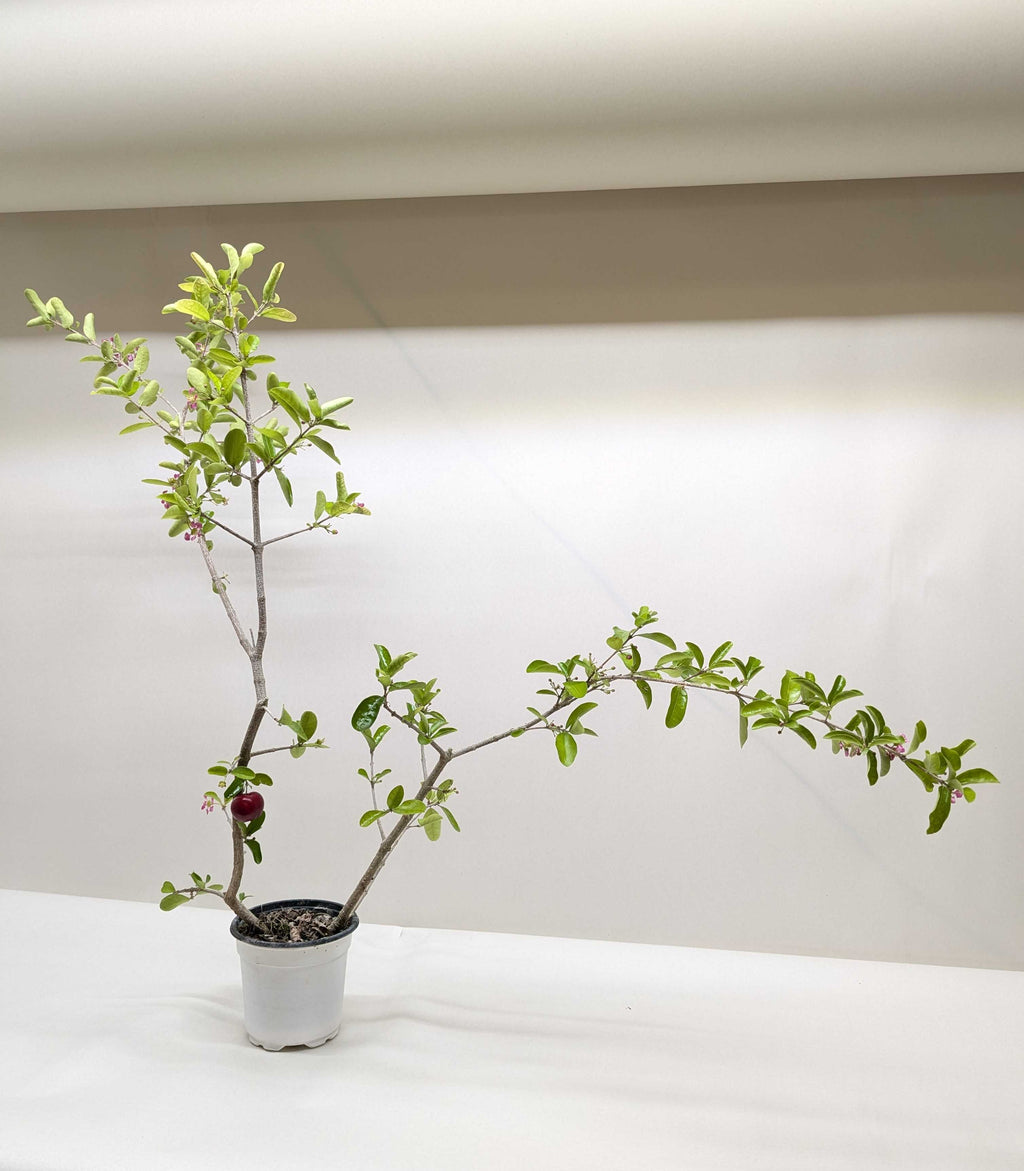 Malpighia Barbados Cherry