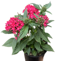 Pentas Red