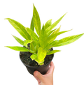 Philodendron 'Calkins Gold'