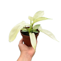 Philodendron 'Florida Ghost'
