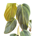 Philodendron Gigas