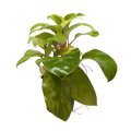 Philodendron 'Lemon Lime'