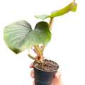 Philodendron 'Serpens'