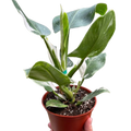 Philodendron 'White Wizard'