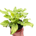 Philodendron 'Xanadu' Variegated