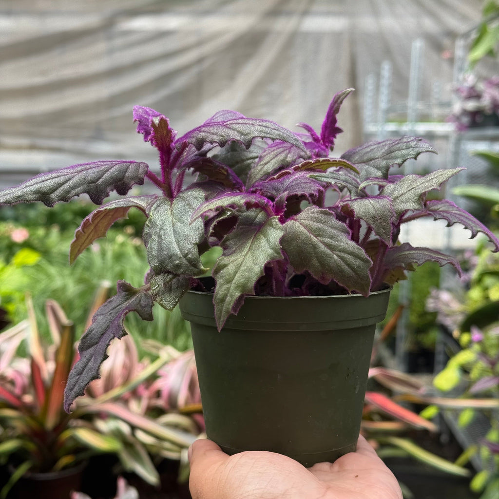 Gynura 'Purple Passion'