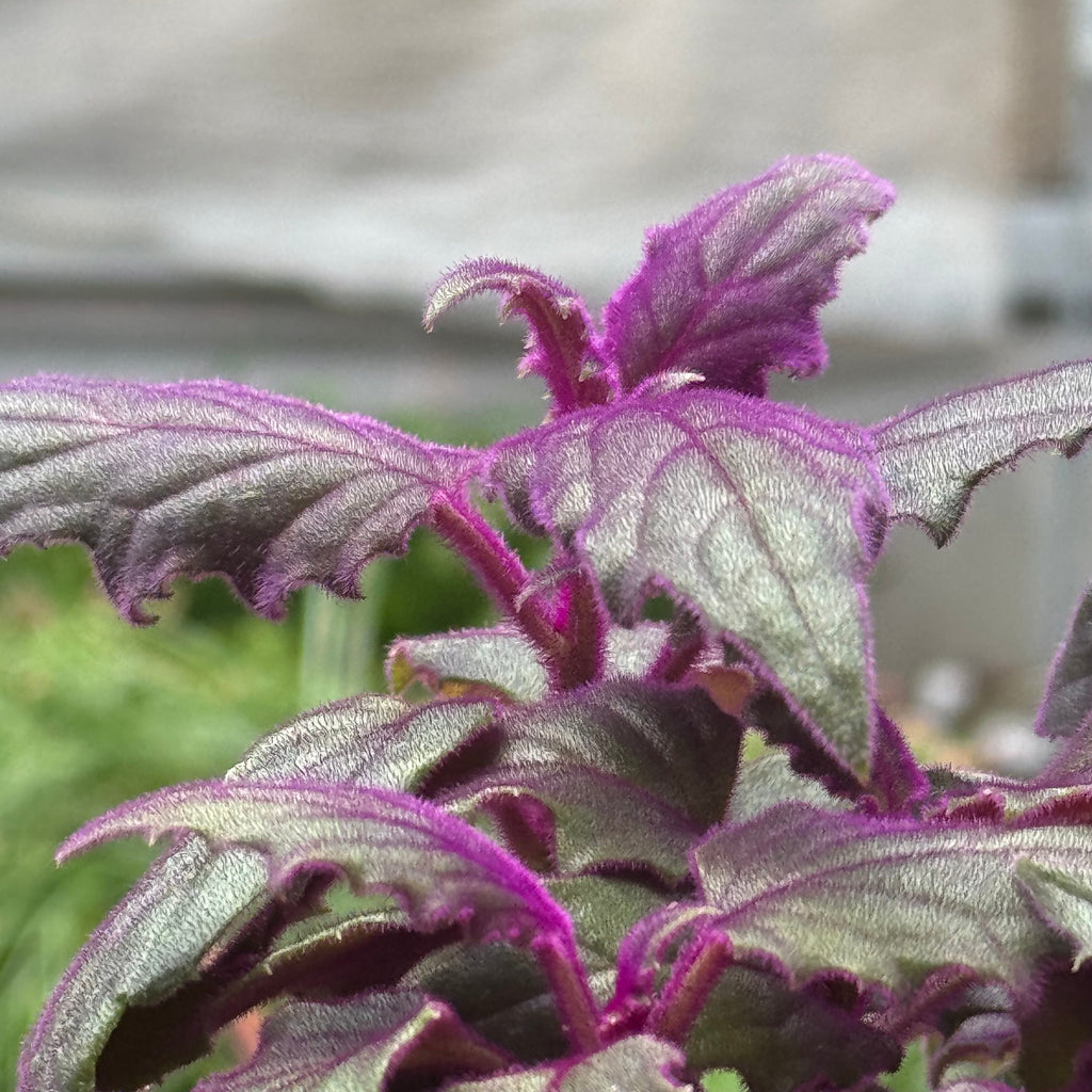 Gynura 'Purple Passion'
