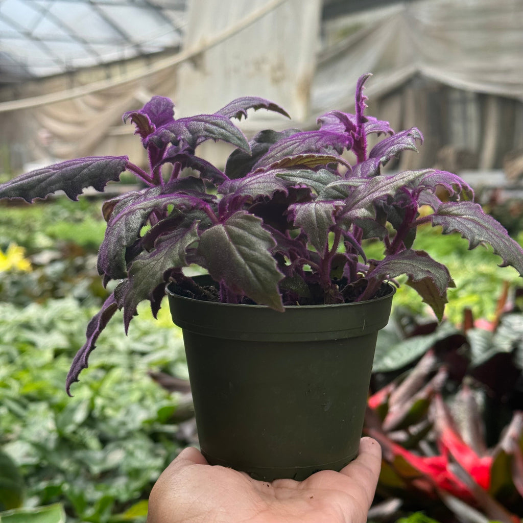 Gynura 'Purple Passion'