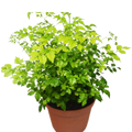 Radermachera 'China Doll' - 6" Pot