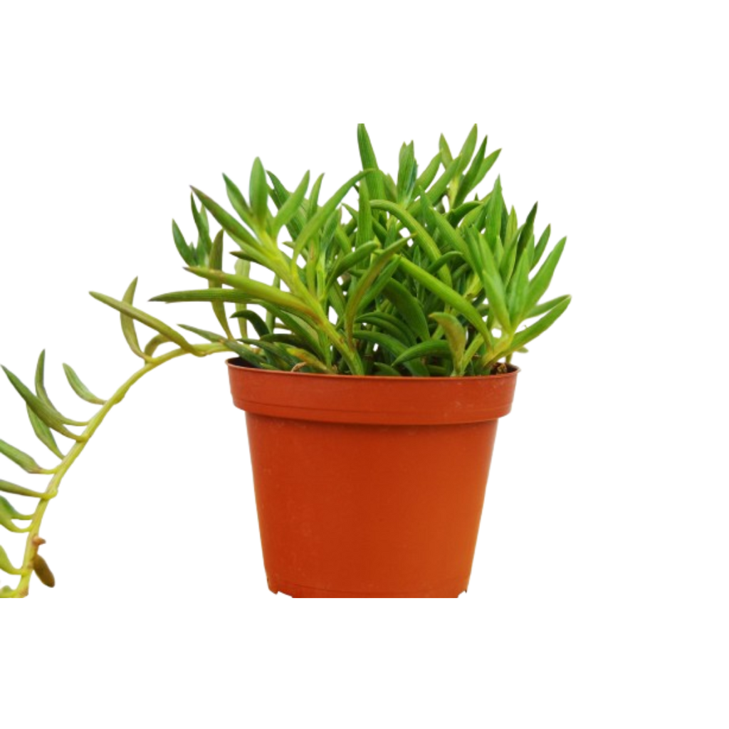 Senecio Succulent 'Fish Hooks'