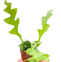 Shark Tooth Orchid Cactus