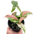 Syngonium 'Tricolor'