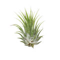 Tillandsia Air Plant Ionantha - 25 Pack