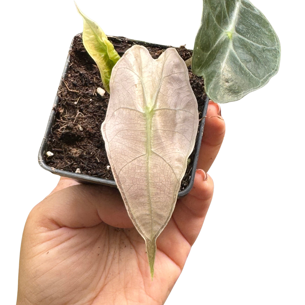 Alocasia Polly Mint Variegated