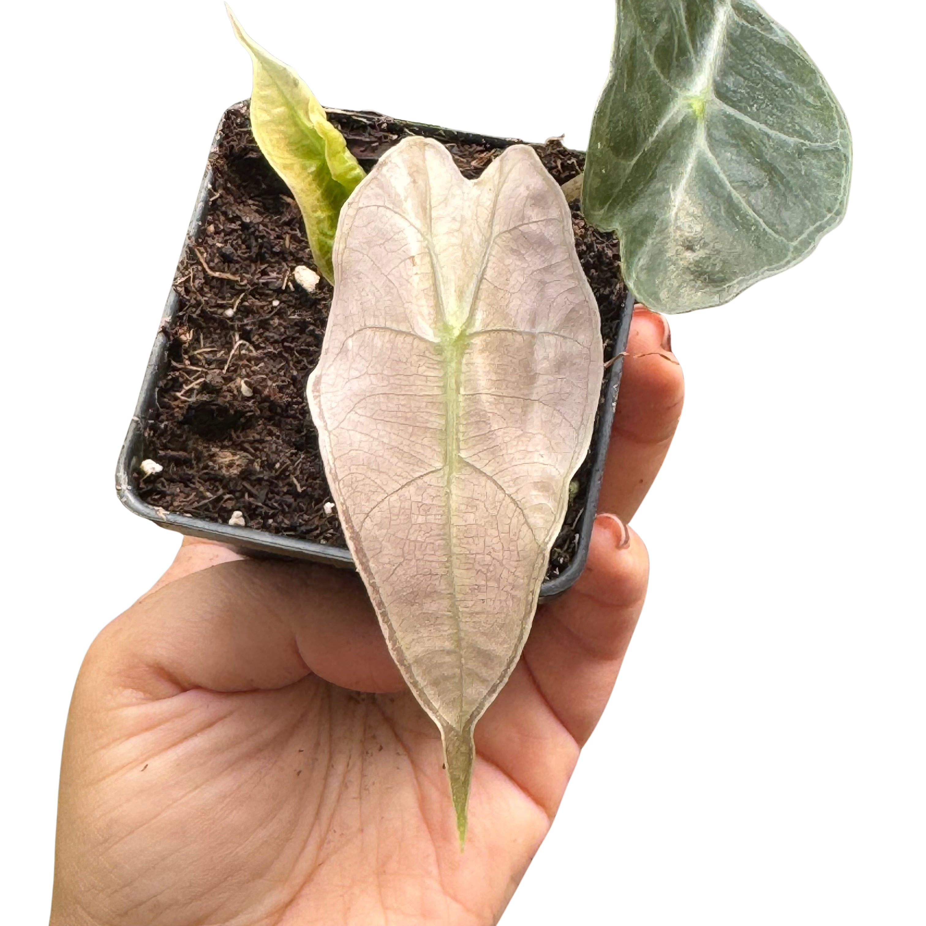 Alocasia Polly Mint Variegated