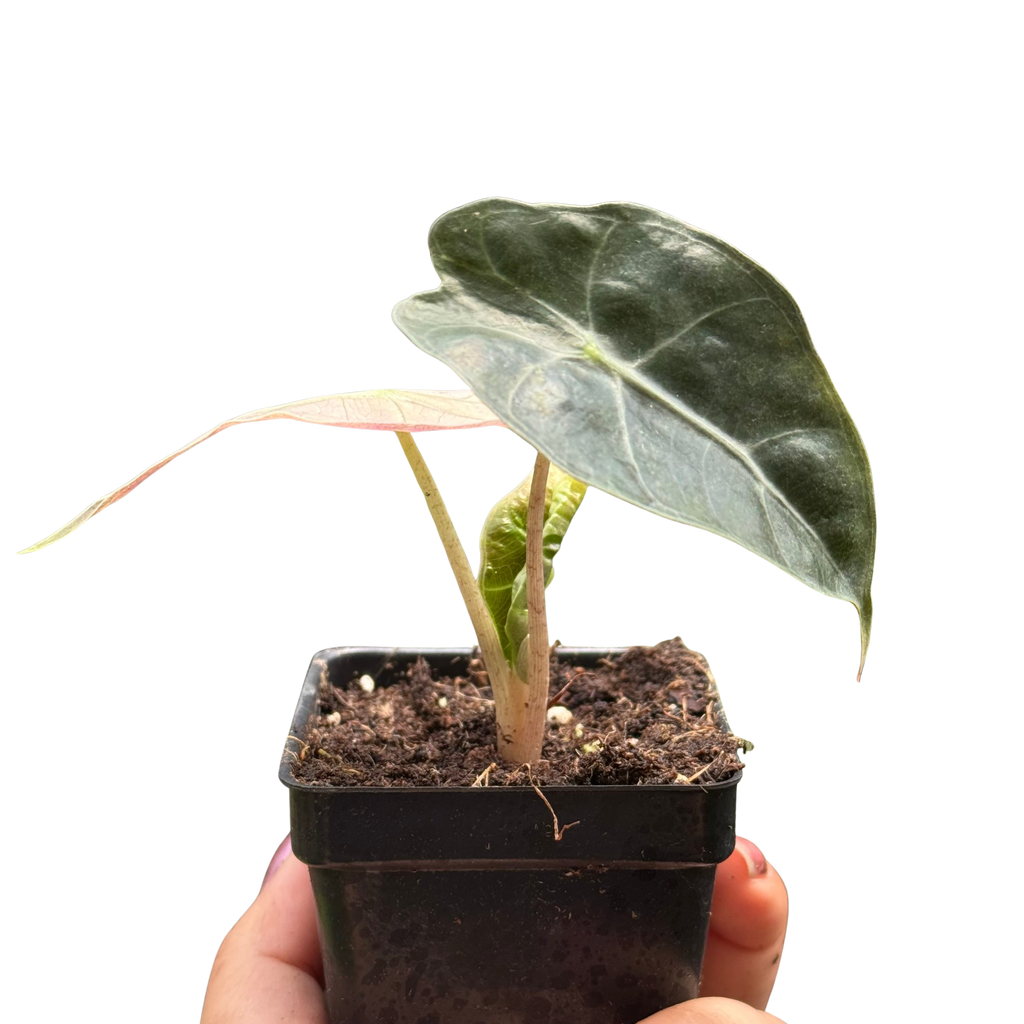 Alocasia Polly Mint Variegated