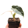 Alocasia Polly Mint Variegated