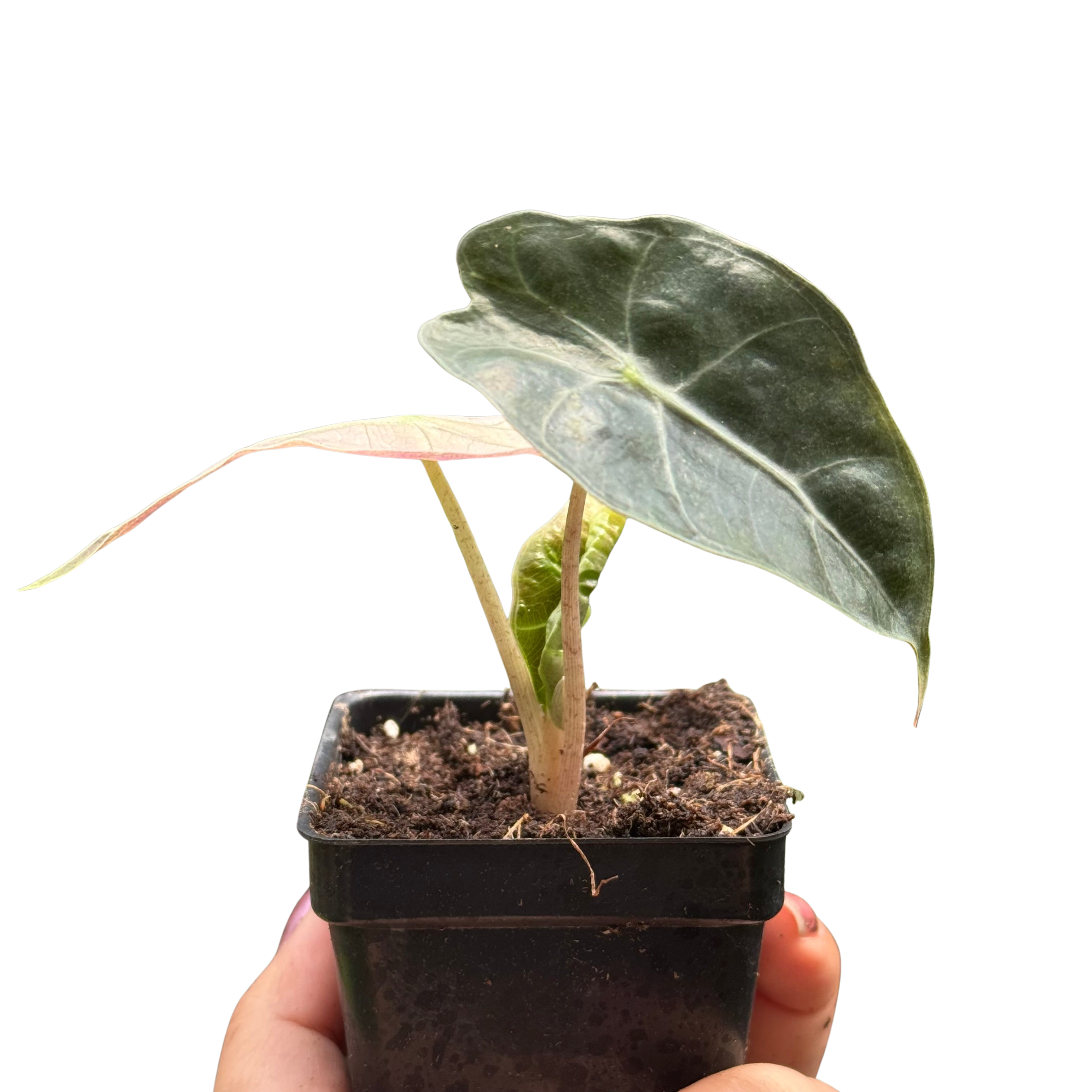 Alocasia Polly Mint Variegated