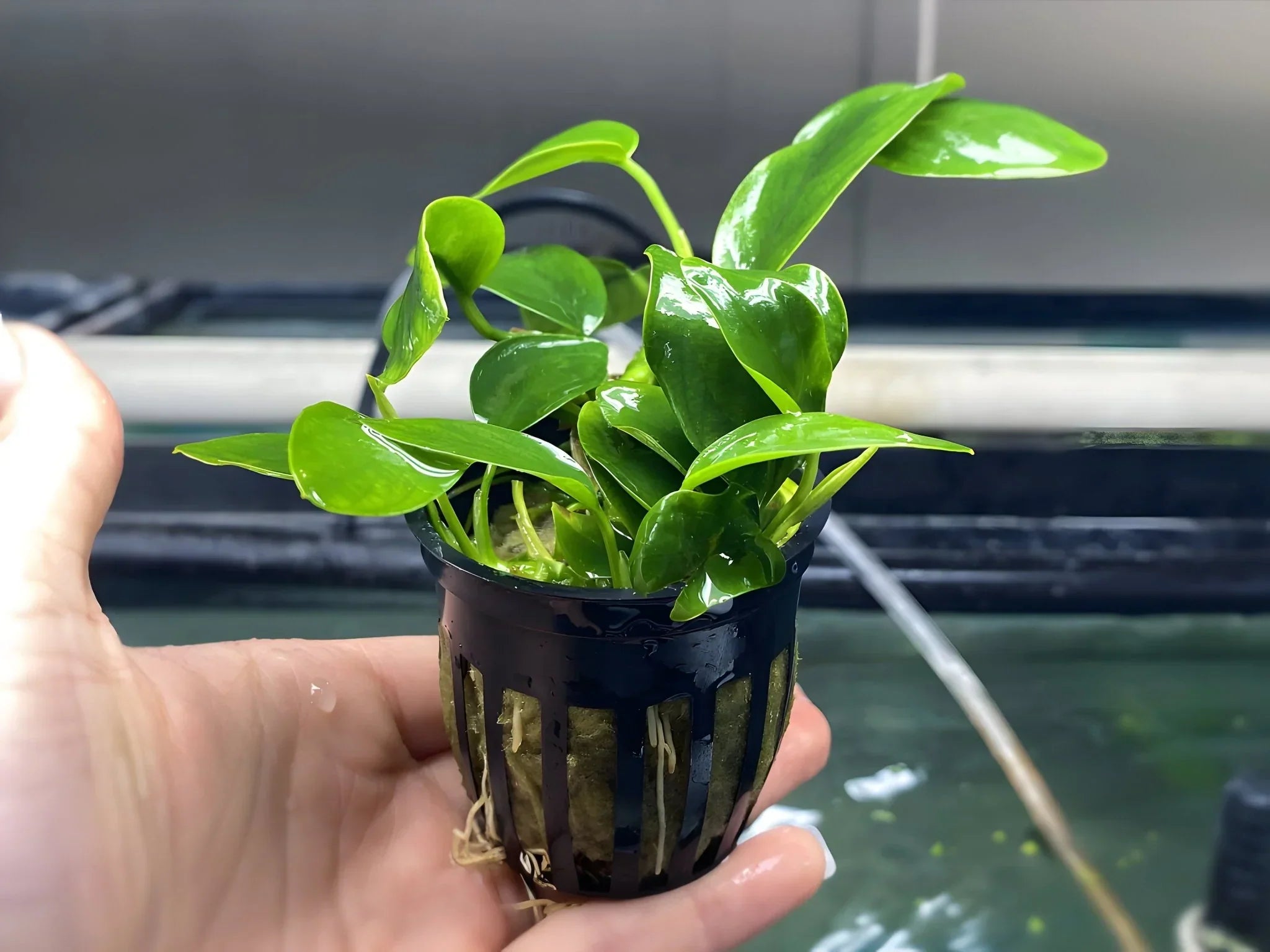 Anubias Nana