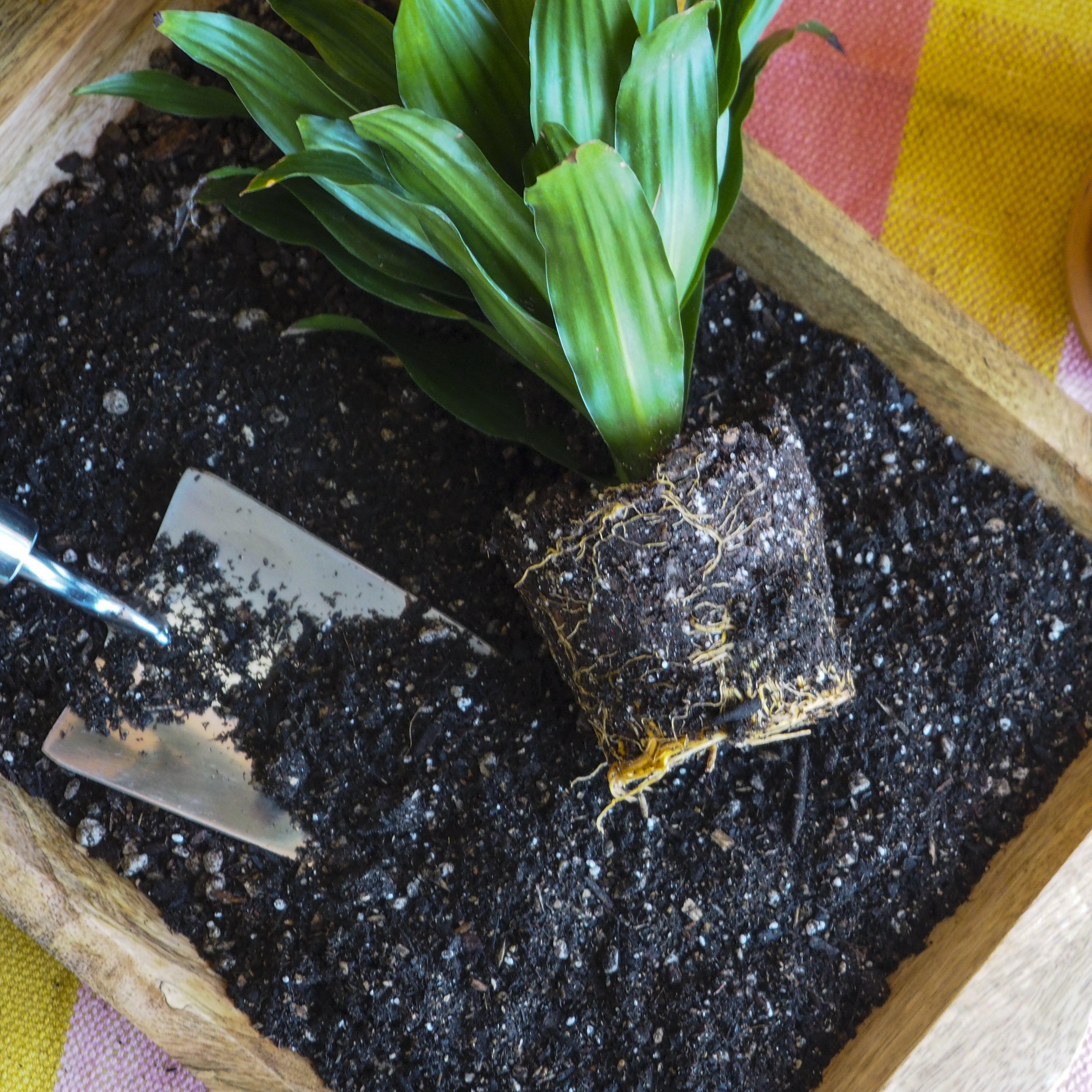 Compressed Coconut Coir - Potting Soil