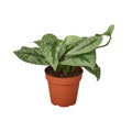Scindapsus pictus 'Exotica' - 6" Pot - NURSERY POT ONLY
