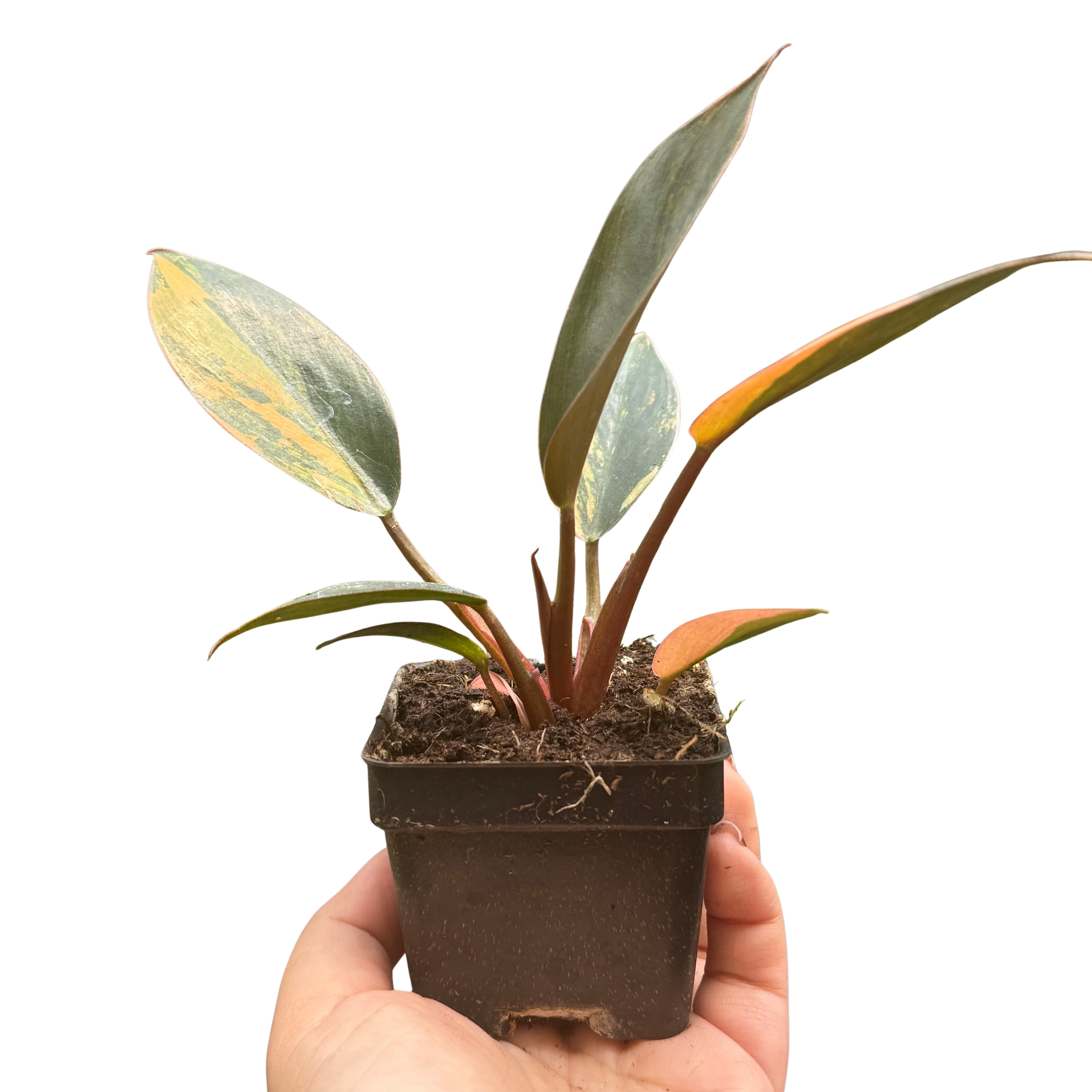 Variegated Philodendron 'Congo Rojo'