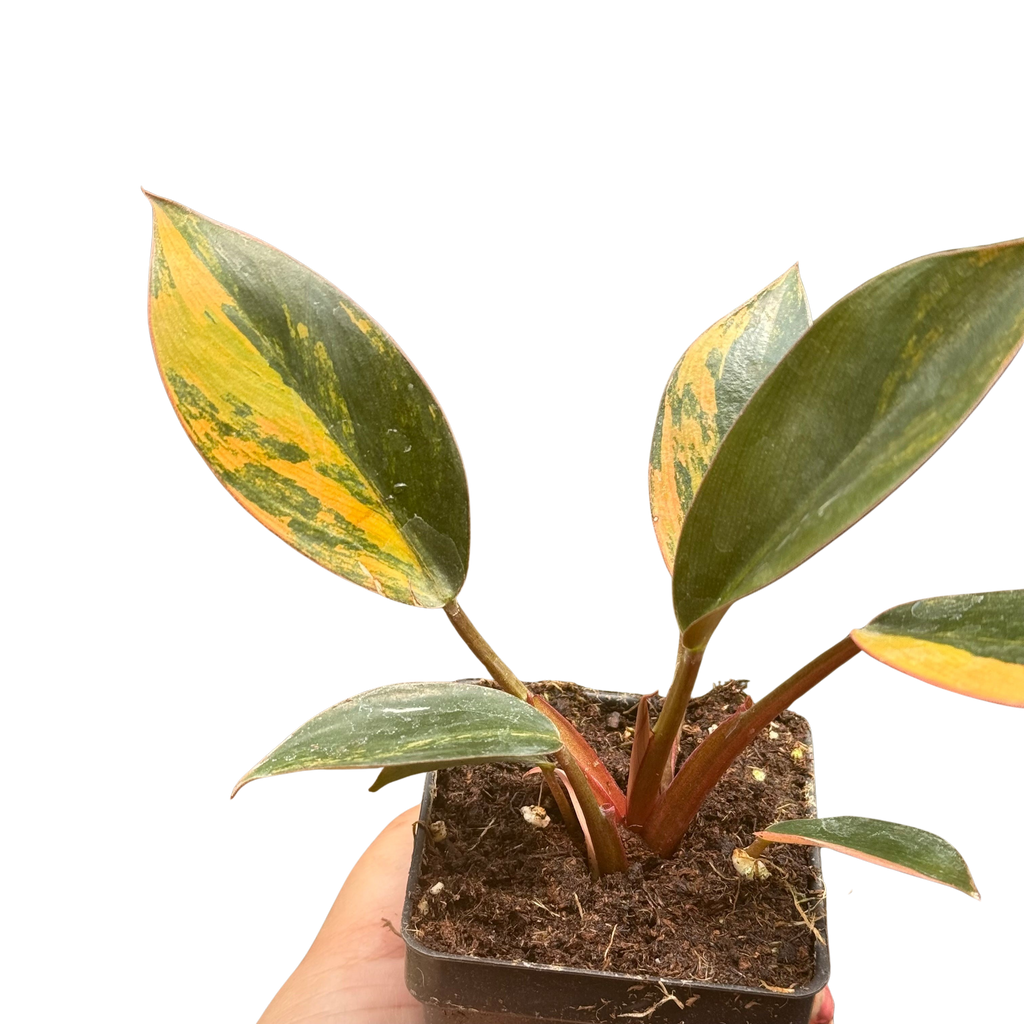 Variegated Philodendron 'Congo Rojo'