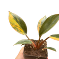 Variegated Philodendron 'Congo Rojo'