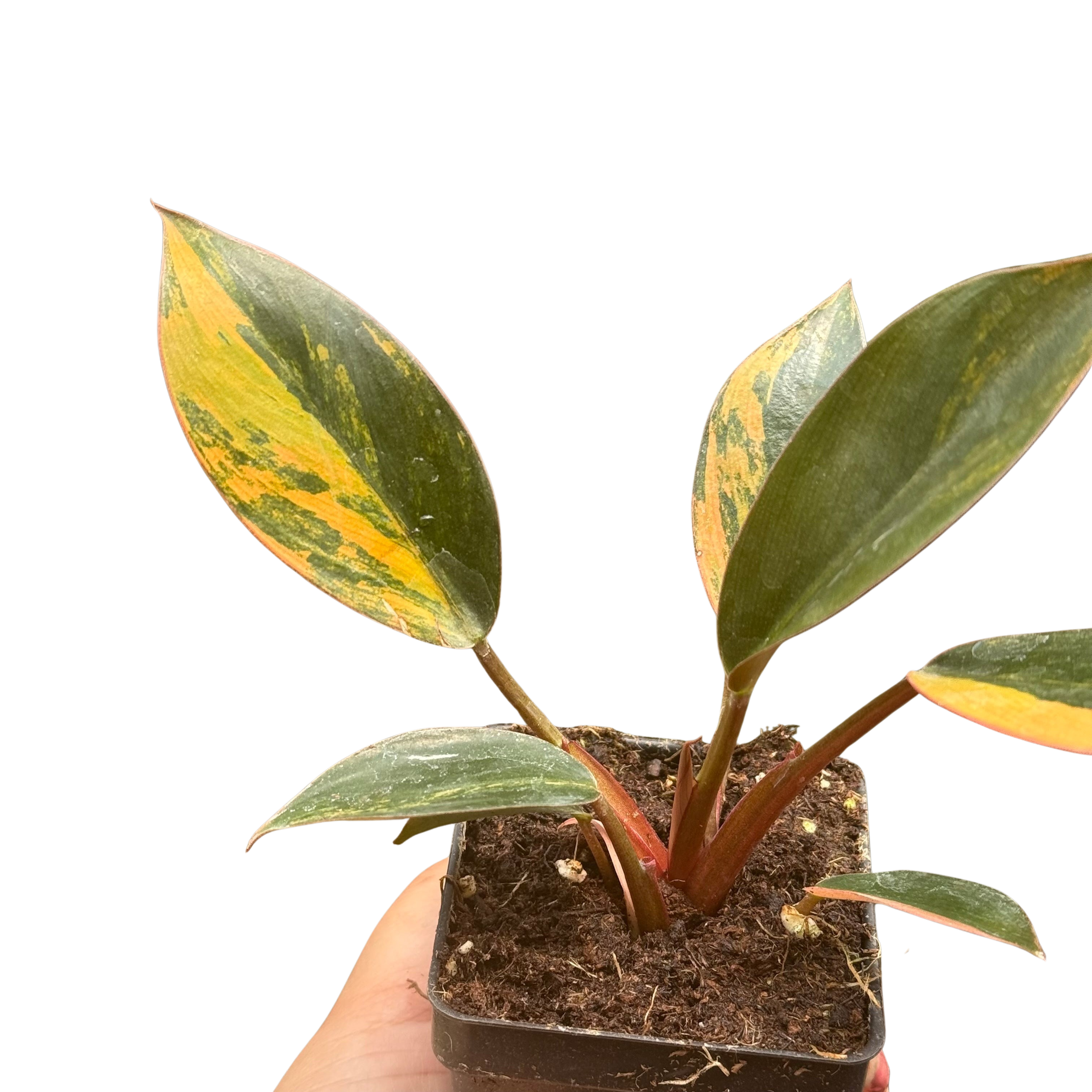 Variegated Philodendron 'Congo Rojo'