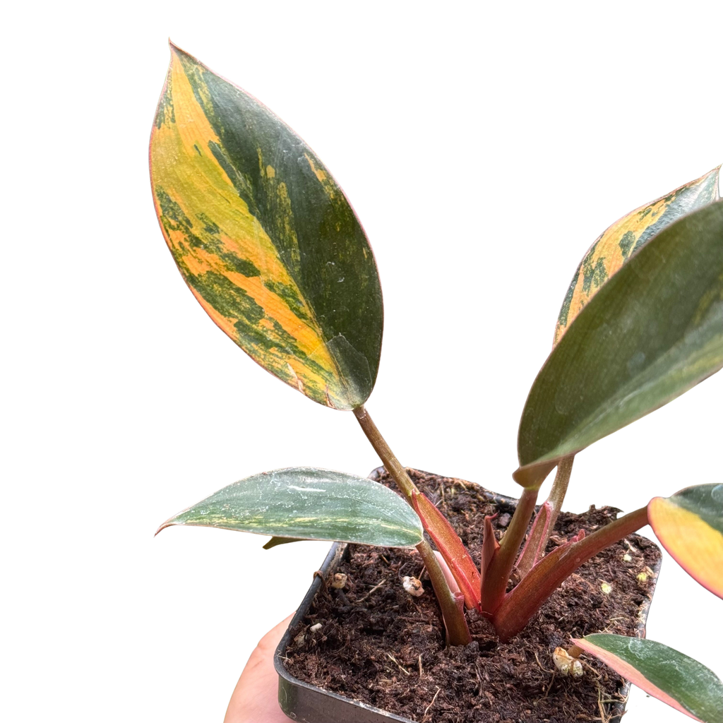 Variegated Philodendron 'Congo Rojo'