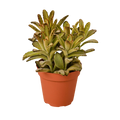 Kalanchoe Tomentosa 'Chocolate Soldier' Succulent - 4" Pot