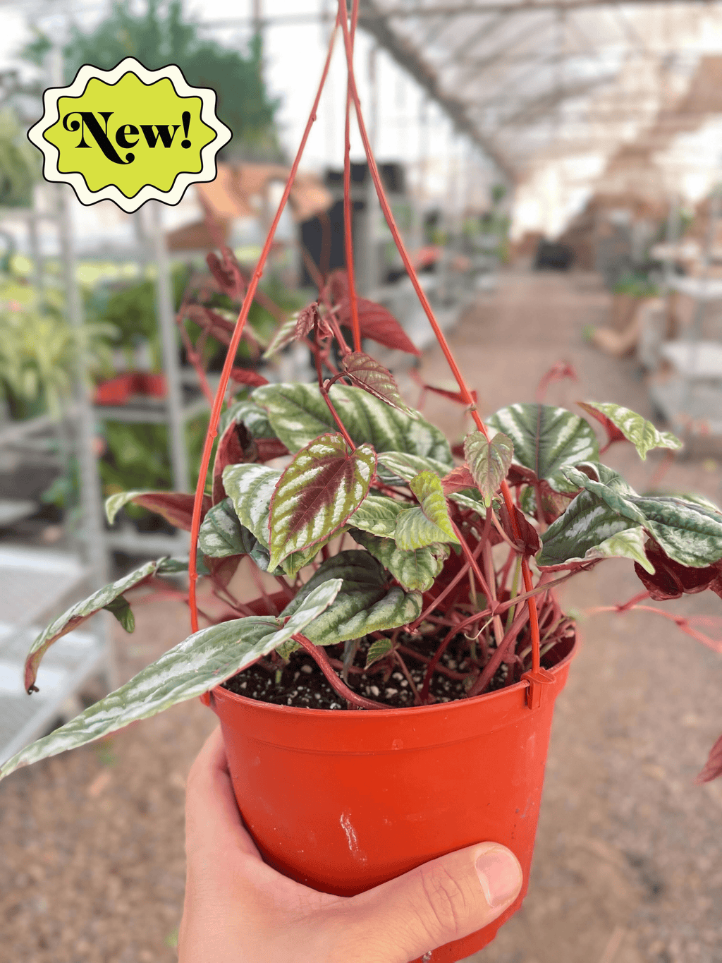 Begonia Rex Vine - 6" Pot