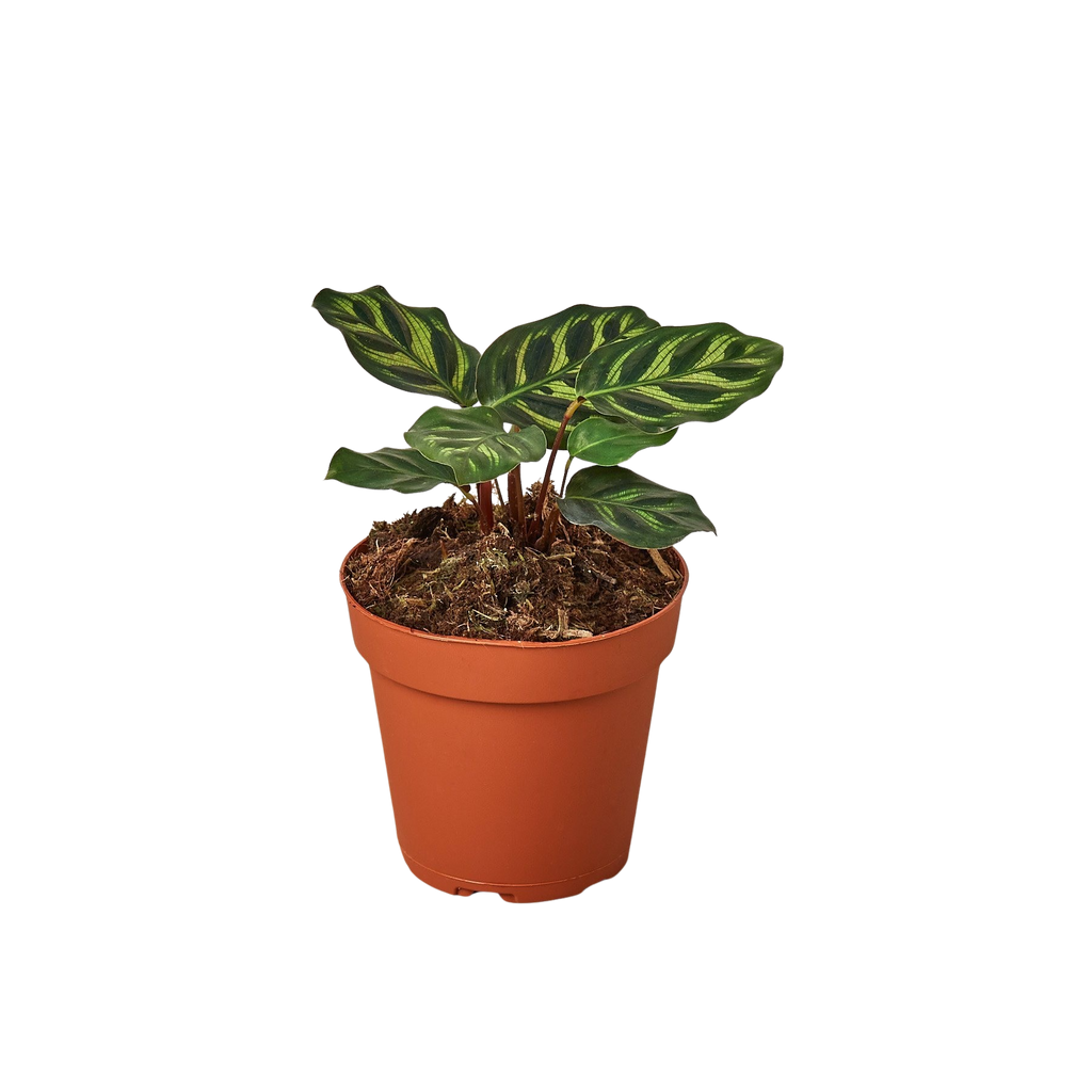 Calathea 'Makoyana'