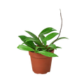 Hoya 'Publicalyx' - 4" Pot - NURSERY POT ONLY