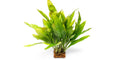 Microsorum Pteropus Java Fern Mat - L