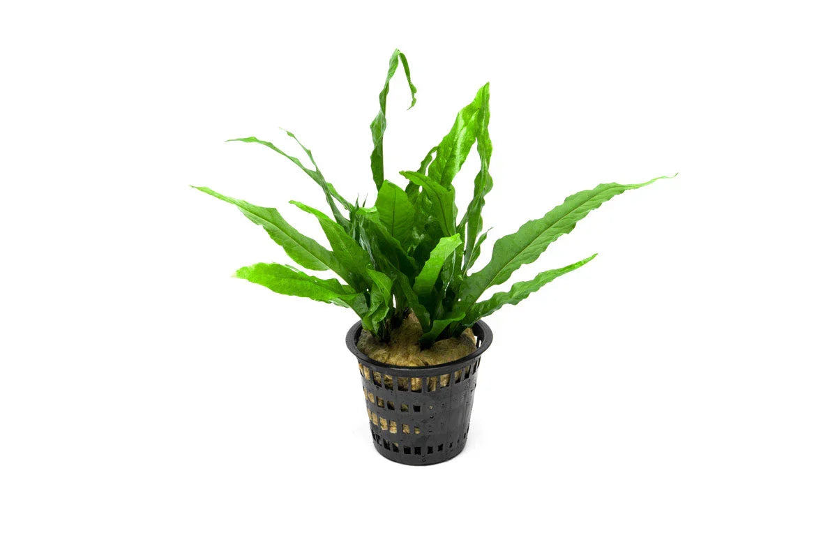 Java Fern (Microsorum pteropus) – Mother Pot