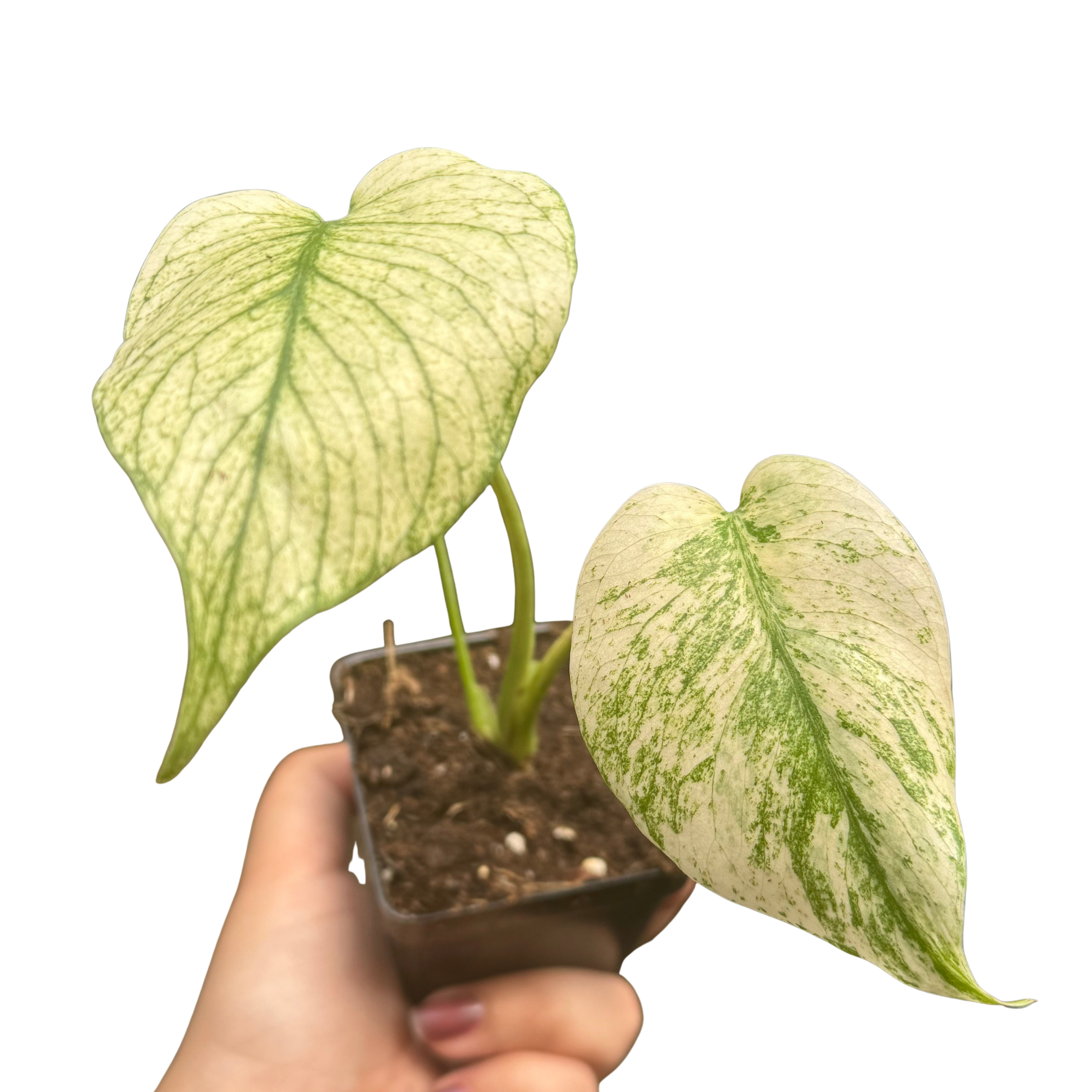 Monstera Deliciosa 'White Monster'