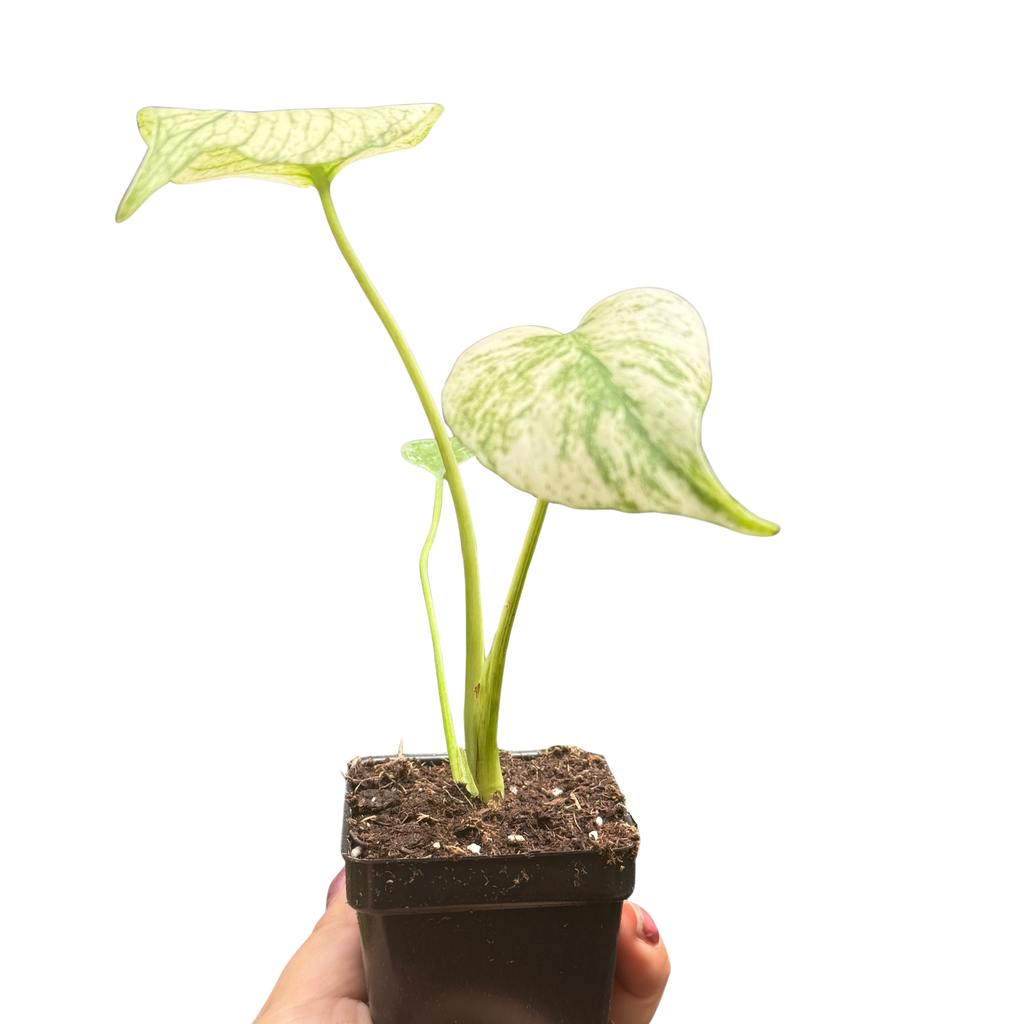 Monstera Deliciosa 'White Monster'