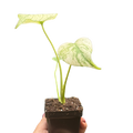 Monstera Deliciosa 'White Monster'