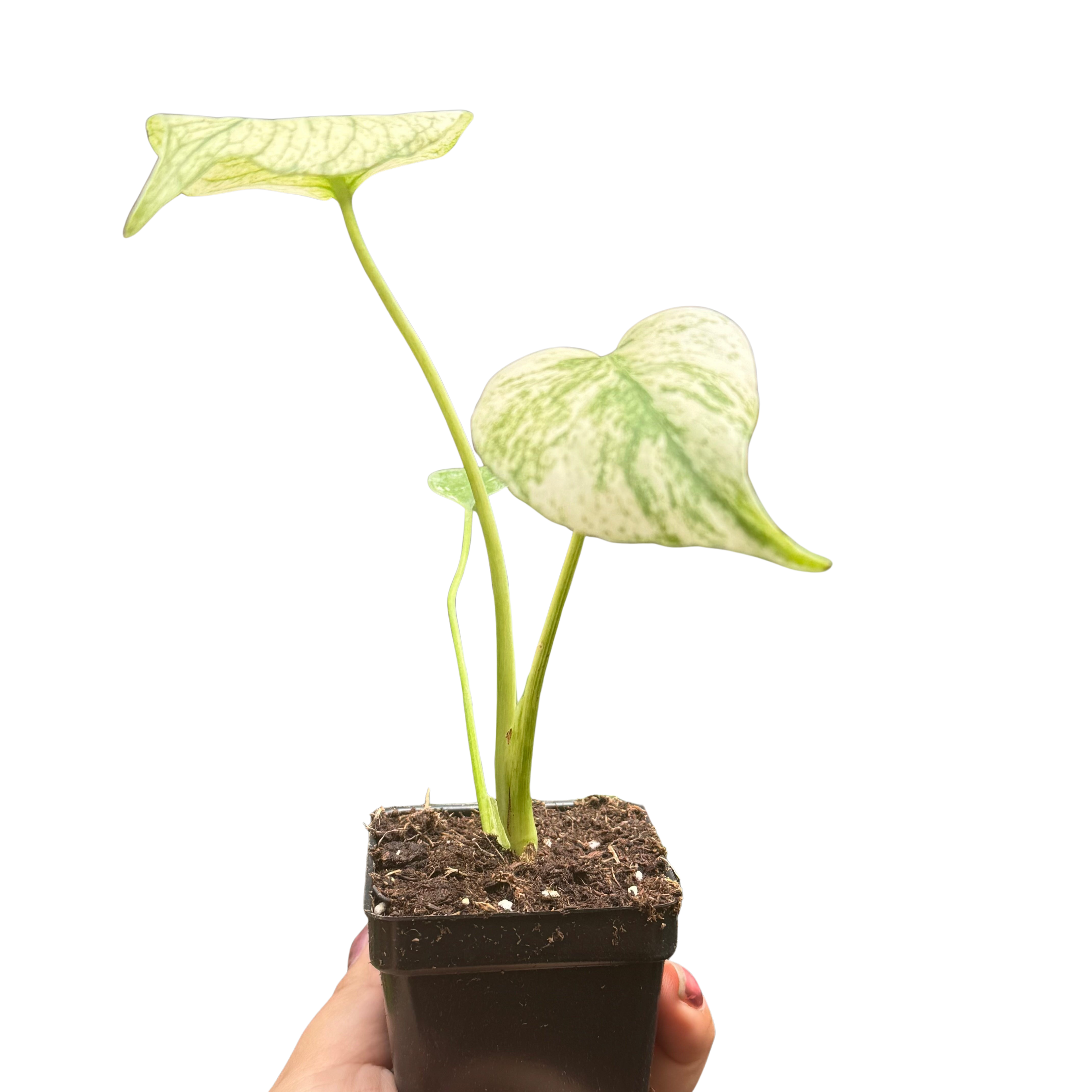 Monstera Deliciosa 'White Monster'