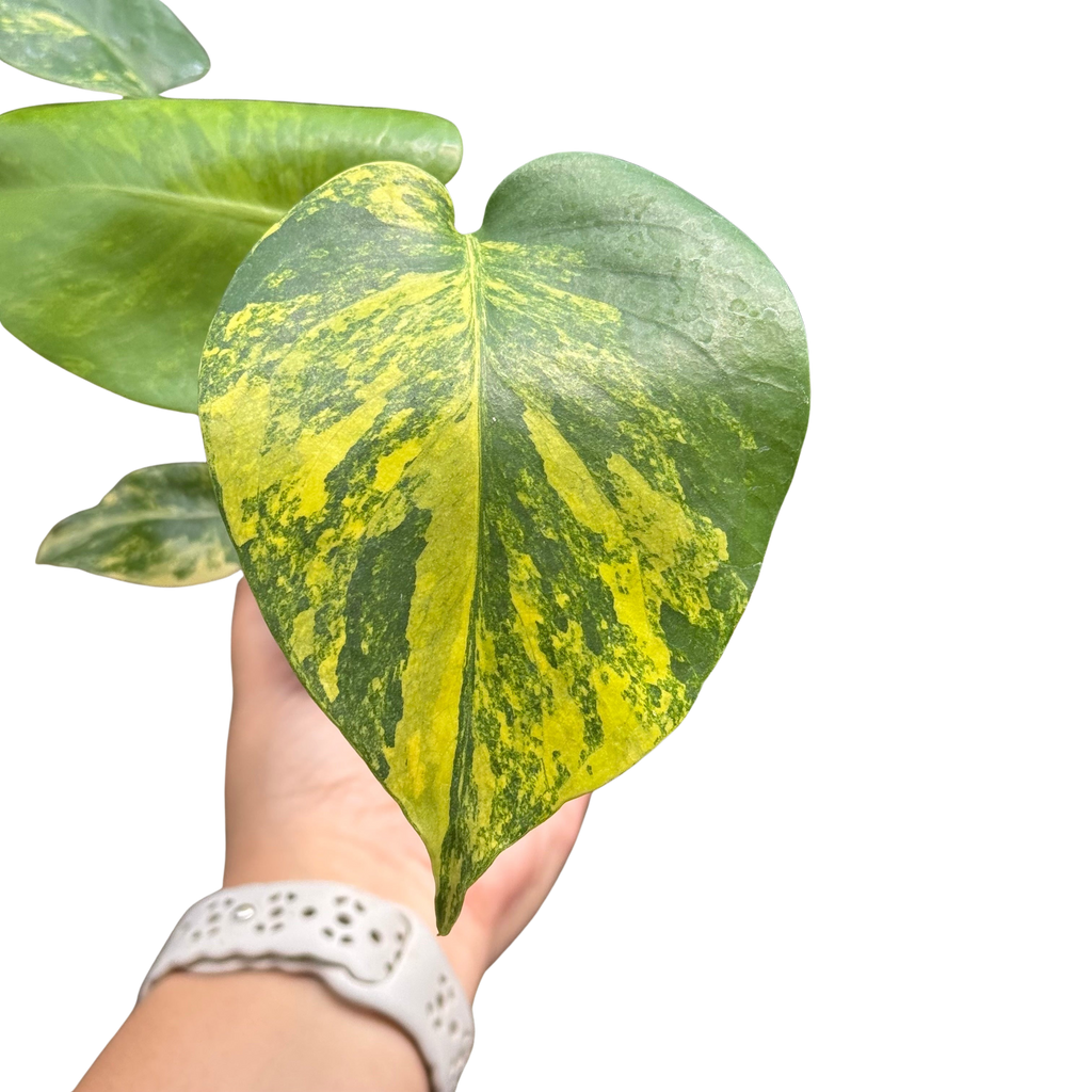 Monstera Deliciosa 'Yellow Marilyn'